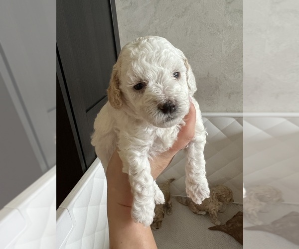 Medium Photo #7 Poodle (Toy) Puppy For Sale in MOUNT SOLON, VA, USA
