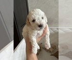 Small #6 Poodle (Toy)