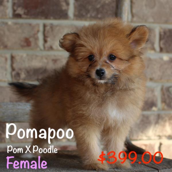 Medium Photo #1 Pom-A-Poo Puppy For Sale in OCOEE, FL, USA