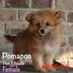 Small Photo #1 Pom-A-Poo Puppy For Sale in OCOEE, FL, USA