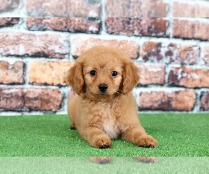 Goldendoodle Puppy for sale in BEL AIR, MD, USA