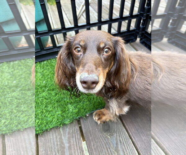 Medium Photo #1 Dachshund Puppy For Sale in Fruitland, SC, USA