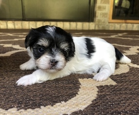 Morkie Puppy for sale in YADKINVILLE, NC, USA