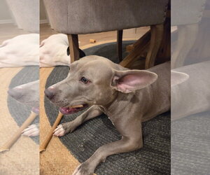 Stormy - Female American Pit Bull Terrier-Unknown Mix Dog for Adoption - Photo #18