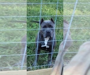 Father of the American Bully puppies born on 10/19/2023