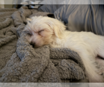 Small #4 Mutt