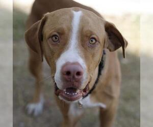 Plott Hound-Unknown Mix Dogs for adoption in San Antonio, TX, USA