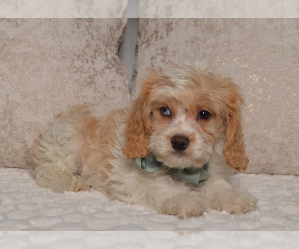 Medium Photo #13 Cavapoo Puppy For Sale in CHRISTIANA, PA, USA