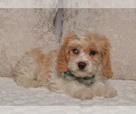 Small #12 Cavapoo