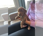 Small #4 Goldendoodle