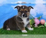Small Photo #2 Pembroke Welsh Corgi Puppy For Sale in FREDERICKSBG, OH, USA