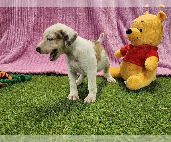 Medium Photo #4 Catahoula Leopard Dog Puppy For Sale in CUMBY, TX, USA