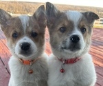 Small Photo #3 Australian Cattle Dog-Pomeranian Mix Puppy For Sale in LAWRENCE, MI, USA