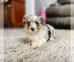 Small Photo #2 Miniature Australian Shepherd Puppy For Sale in BLACK FOREST, CO, USA