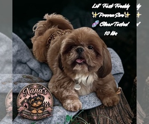 Father of the Shih Tzu puppies born on 03/27/2026