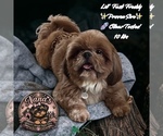 Small Photo #1 Shih Tzu Puppy For Sale in SACRAMENTO, CA, USA