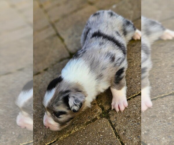 Medium Photo #5 Australian Shepherd Puppy For Sale in NELSON, VA, USA