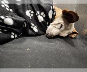 Chihuahua-Unknown Mix Dogs for adoption in San Antonio, TX, USA