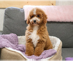 Small #14 Goldendoodle mix (+ Poodle Miniature)