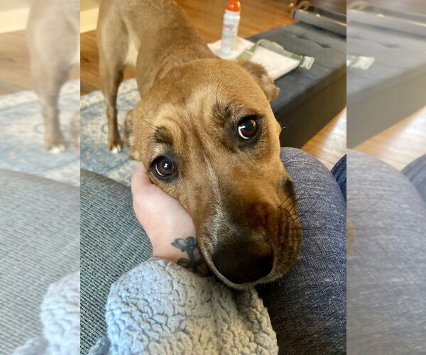 Medium Photo #3 Labrador Retriever-Unknown Mix Puppy For Sale in Brewster, NY, USA