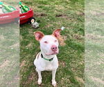 Small #4 American Pit Bull Terrier Mix