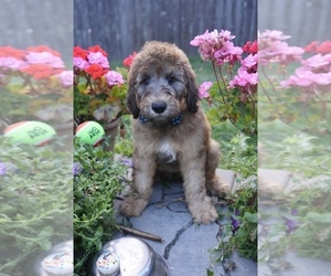 Goldendoodle Puppy for sale in AUBURN, IN, USA