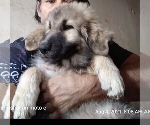 King Shepherd Puppy for sale in YUCCA VALLEY, CA, USA
