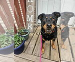 Small #2 Rottweiler Mix