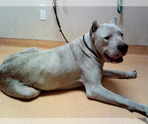 Mutt Dogs for adoption in Martinez, CA, USA