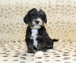 Small #3 Cavapoo-Miniature Bernedoodle Mix