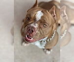 Small #3 American Pit Bull Terrier