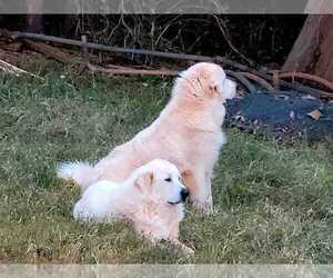 Mother of the Great Pyrenees puppies born on 02/27/2024