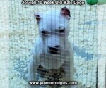 Small Photo #91 Dogo Argentino Puppy For Sale in PINEVILLE, MO, USA