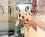 Small Photo #4 French Bulldog Puppy For Sale in KANSAS CITY, MO, USA