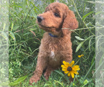 Puppy Sparrow Poodle (Standard)