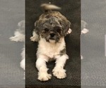Small Photo #1 Bichon-A-Ranian-Shih Tzu Mix Puppy For Sale in KENDALL, WI, USA
