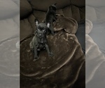 Puppy 1 Chihuahua