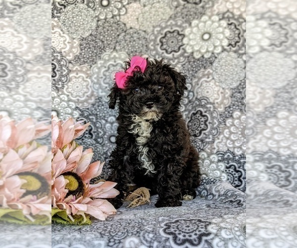 Medium Photo #1 Poodle (Toy) Puppy For Sale in OXFORD, PA, USA