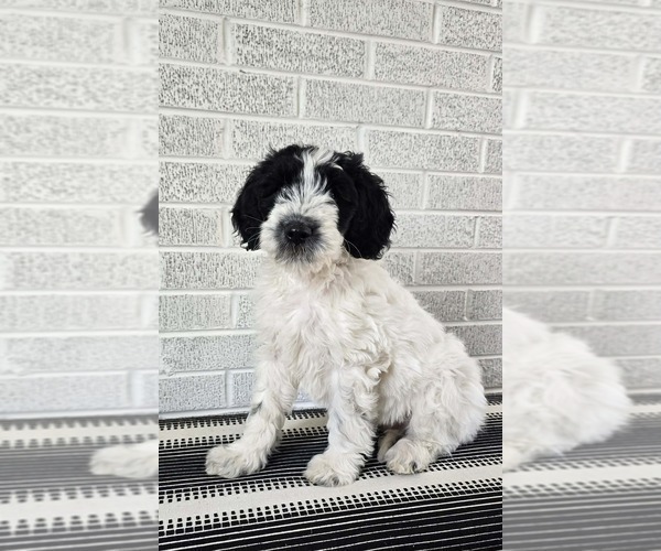 Medium Photo #4 Labradoodle Puppy For Sale in CANTON, NC, USA
