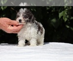 Small #13 Goldendoodle (Miniature)