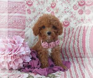 Cavapoo Puppy for sale in THORP, WI, USA