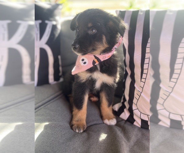 Medium Photo #1 Australian Shepherd Puppy For Sale in INDIANAPOLIS, IN, USA