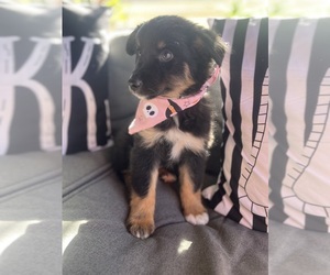 Australian Shepherd Puppy for Sale in INDIANAPOLIS, Indiana USA
