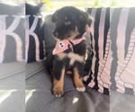 Chloe - Female Australian Shepherd Puppy for Sale - Small photo