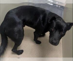 Shepradors Dogs for adoption in Santa Maria, CA, USA