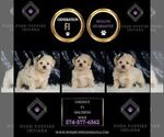 Small Photo #16 Maltipoo (Miniature) Puppy For Sale in WARSAW, IN, USA