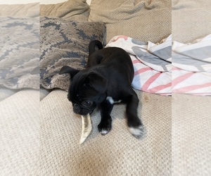 Frenchie Pug Puppy for sale in BRIDGEPORT, CT, USA