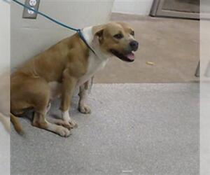 American Pit Bull Terrier-Unknown Mix Dogs for adoption in Pasadena, TX, USA