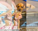 Small #1 Beagle Mix