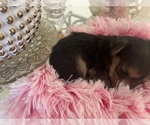 Small Photo #9 YorkiePoo Puppy For Sale in ORLANDO, FL, USA